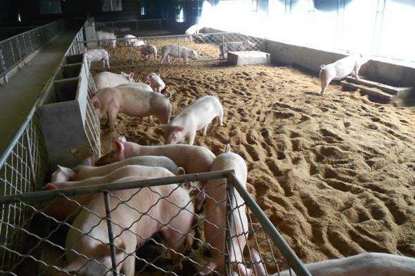 养300头猪一年收入,需投资多少钱,要多大面积?