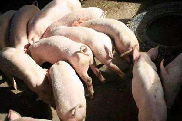 养300头猪一年收入,需投资多少钱,要多大面积?