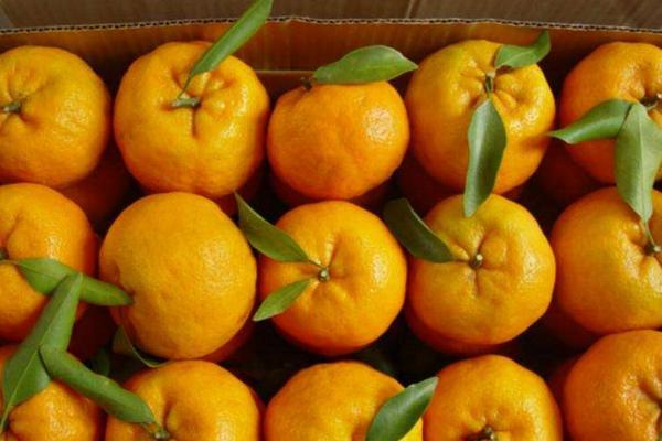 水果代销规则，都是怎么合作的，怎么赚取利润