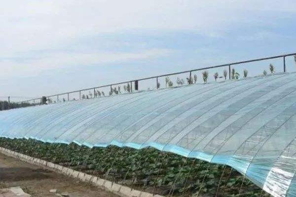 大棚薄膜怎么安装、固定、绷紧拉紧？