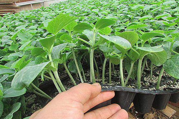 怎样育黄瓜苗，黄瓜苗期怎样培育壮苗