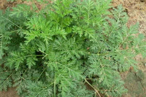 黄蒿苗的功效与作用,黄蒿苗怎么吃