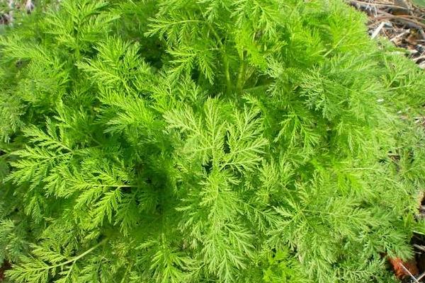 黄蒿苗的功效与作用,黄蒿苗怎么吃