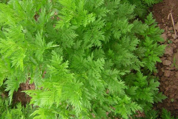 黄蒿苗的功效与作用,黄蒿苗怎么吃