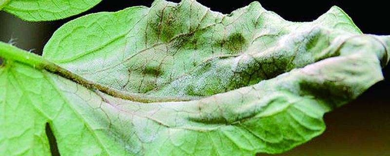 晚疫病最有效的农药，晚疫病是怎么引起的，和早疫病的区别