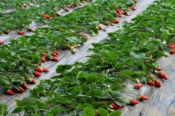 草莓种植风险大吗,一亩利润多少,要投资多少钱