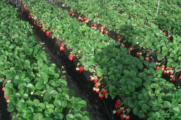 草莓种植风险大吗,一亩利润多少,要投资多少钱