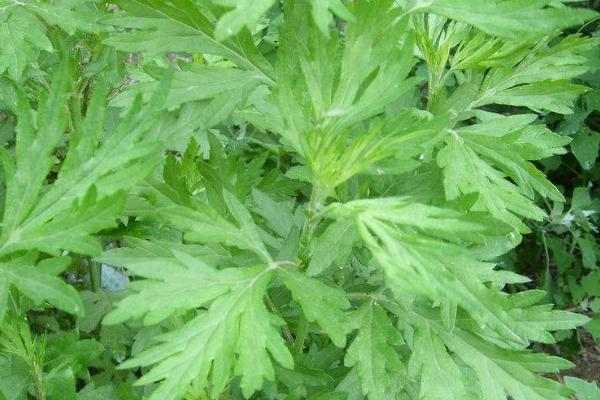 黄蒿苗的功效与作用,黄蒿苗怎么吃