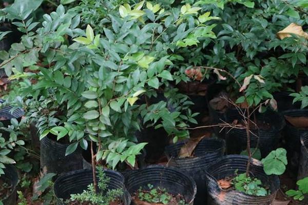 淘宝上买的果树苗会结果吗,怎么在网上买到靠谱的果苗