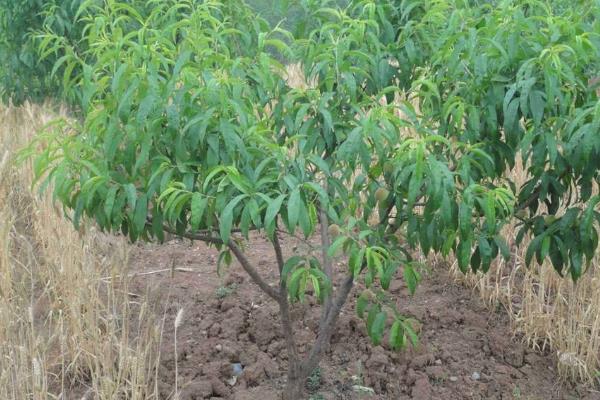 淘宝上买的果树苗会结果吗,怎么在网上买到靠谱的果苗