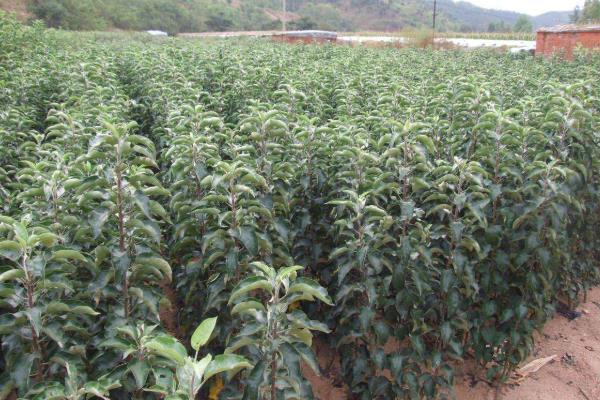 淘宝上买的果树苗会结果吗,怎么在网上买到靠谱的果苗