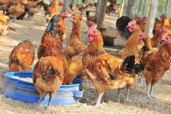 养鸡1000只需投资多少？利润有多少？