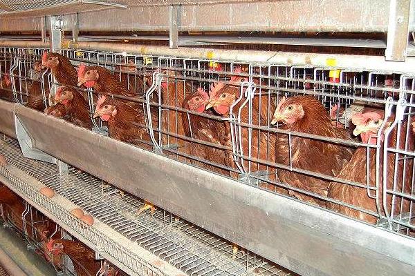 养鸡1000只需投资多少？利润有多少？