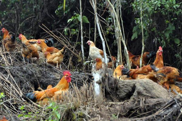 养鸡1000只需投资多少？利润有多少？