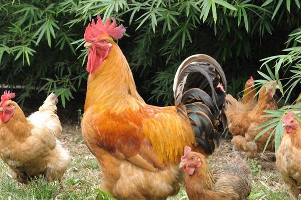 养鸡1000只需投资多少？利润有多少？