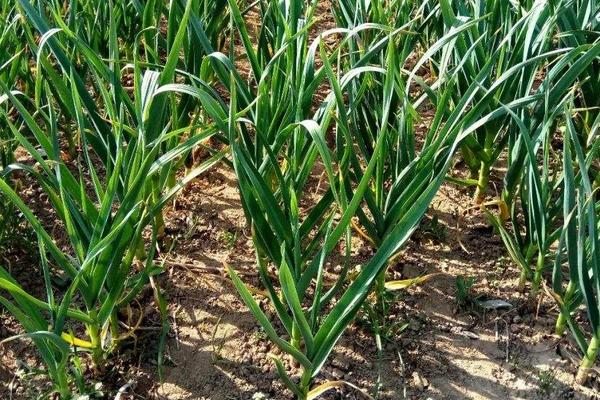 蒜的种植方法和时间，种之前需要在水里泡一下吗