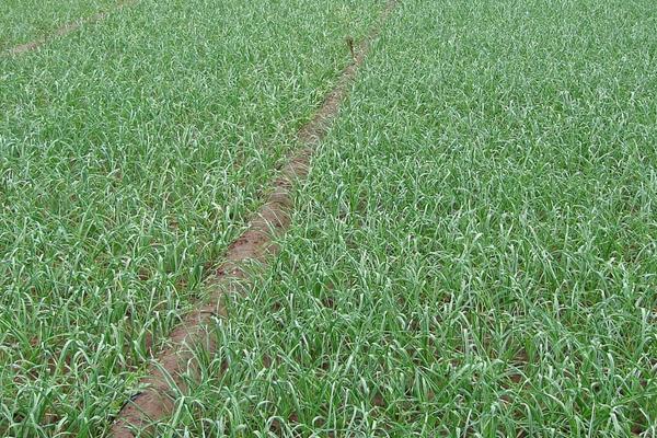 蒜的种植方法和时间，种之前需要在水里泡一下吗