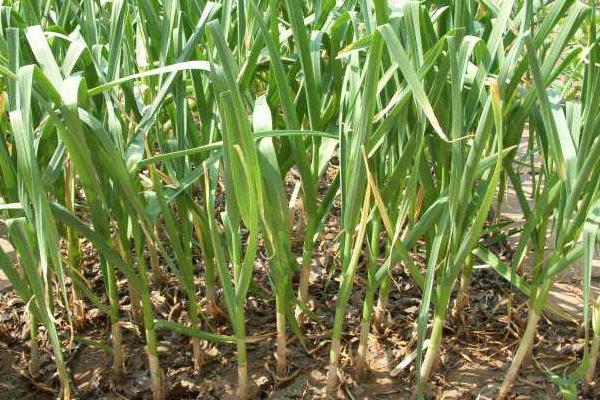 蒜的种植方法和时间，种之前需要在水里泡一下吗