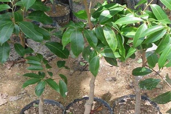 淘宝上怎么买到真果苗,怎么看果苗是不是嫁接的