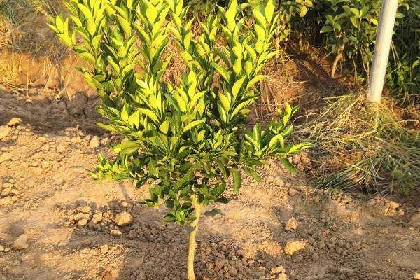 淘宝上怎么买到真果苗,怎么看果苗是不是嫁接的