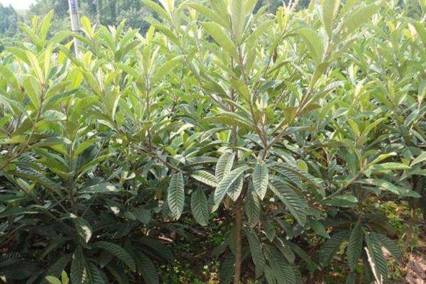 淘宝上怎么买到真果苗,怎么看果苗是不是嫁接的