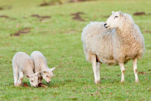 母羊饲料的最佳配方,母羊不吃食怎么办
