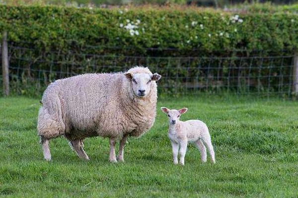 母羊饲料的最佳配方,母羊不吃食怎么办