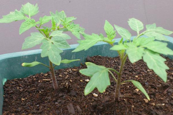 西红柿苗多大可以移栽、定植、施肥？什么时候开花