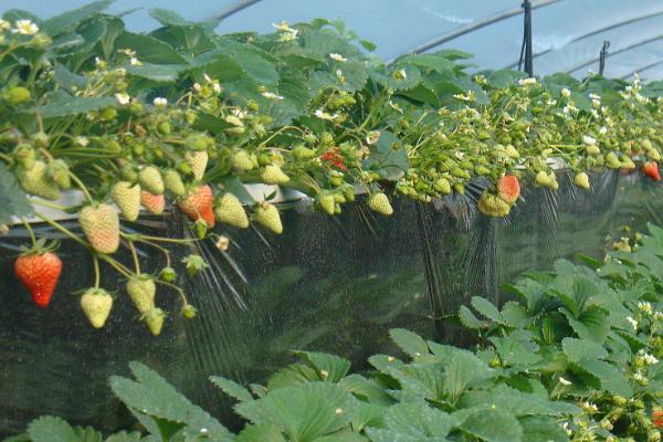 草莓种植风险大吗,一亩利润多少,要投资多少钱