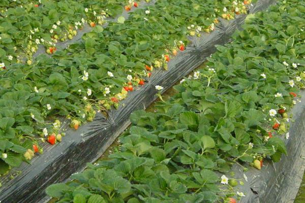 草莓种植风险大吗,一亩利润多少,要投资多少钱
