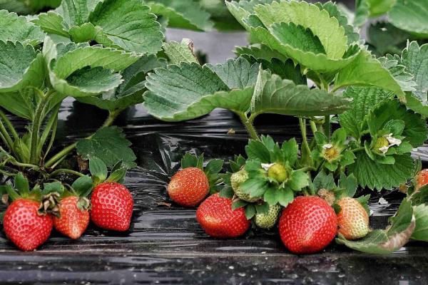 草莓种植风险大吗,一亩利润多少,要投资多少钱
