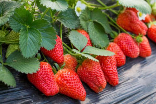 草莓种植风险大吗,一亩利润多少,要投资多少钱