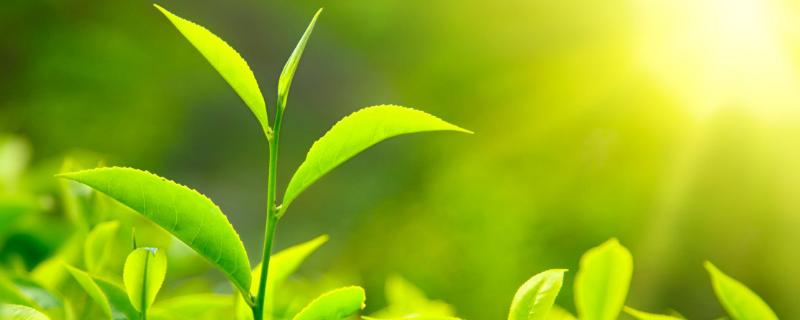 10亩茶叶利润有多少，10亩茶园需要投资多少成本