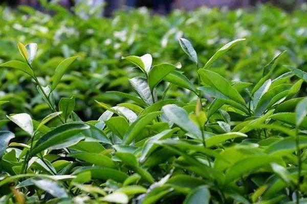 10亩茶叶利润有多少,10亩茶园需要投资多少成本