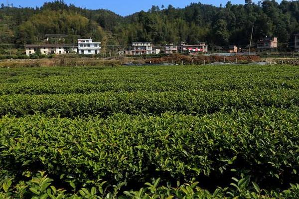 10亩茶叶利润有多少,10亩茶园需要投资多少成本