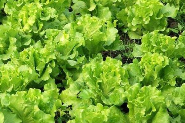 生菜打农药吗,吃前怎么洗怎么处理