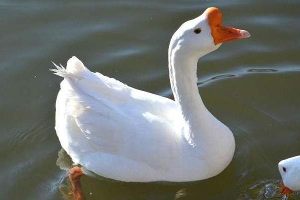 2020年鹅多少一斤，鹅的市场如何