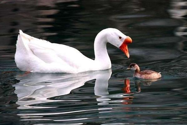 2020年鹅多少一斤，鹅的市场如何