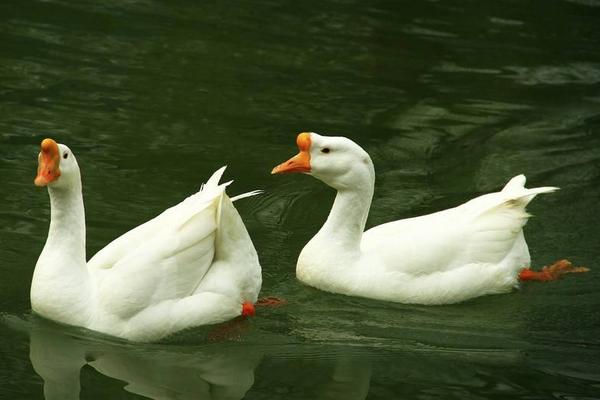 2020年鹅多少一斤，鹅的市场如何