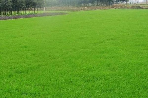 草坪人工费多钱一平米，人工工资怎么算