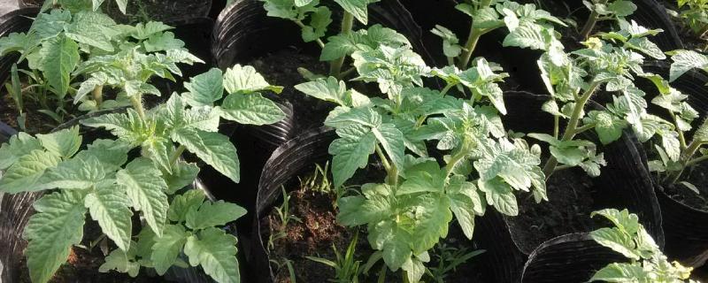 西红柿苗多大可以移栽、定植、施肥？什么时候开花