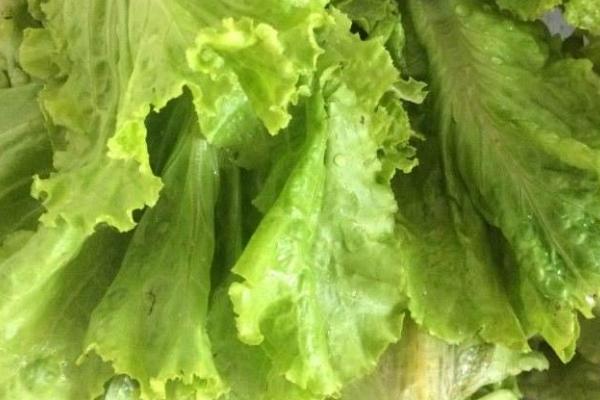 生菜打农药吗,吃前怎么洗怎么处理