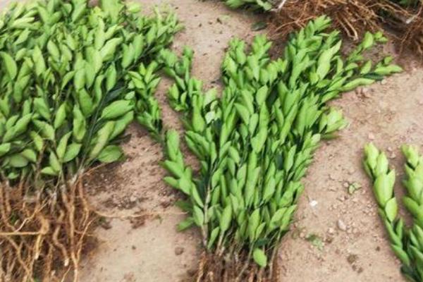 淘宝上买的果树苗会结果吗,怎么在网上买到靠谱的果苗