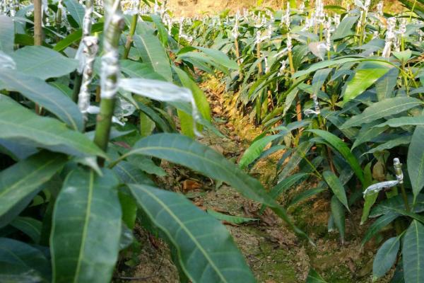 淘宝上买的果树苗会结果吗,怎么在网上买到靠谱的果苗