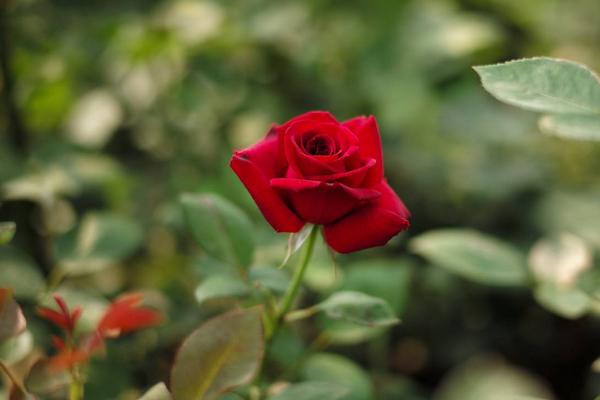 玫瑰养殖方法和注意事项,这几点小技巧需掌握