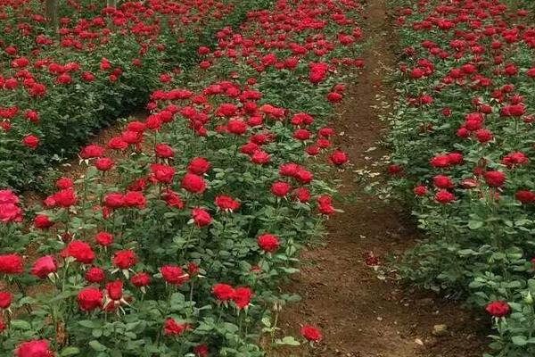 玫瑰养殖方法和注意事项,这几点小技巧需掌握