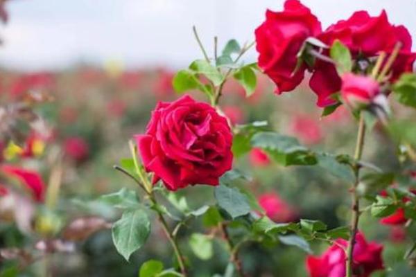 玫瑰养殖方法和注意事项,这几点小技巧需掌握