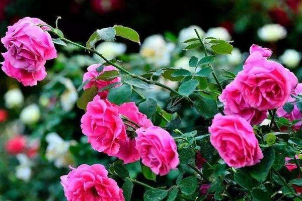 玫瑰养殖方法和注意事项,这几点小技巧需掌握