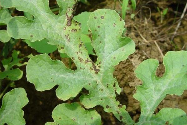 西瓜细菌性叶枯病特效药(附症状及发病规律)