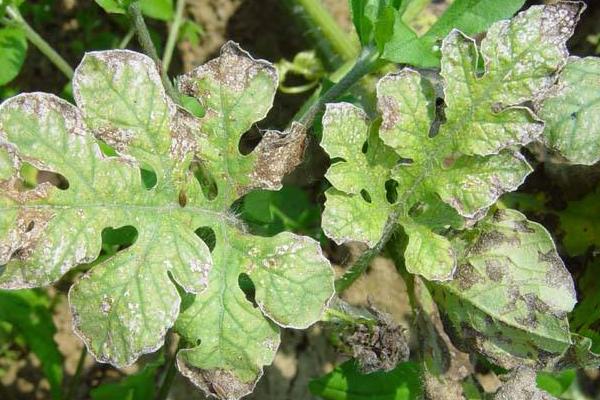 西瓜细菌性叶枯病特效药(附症状及发病规律)